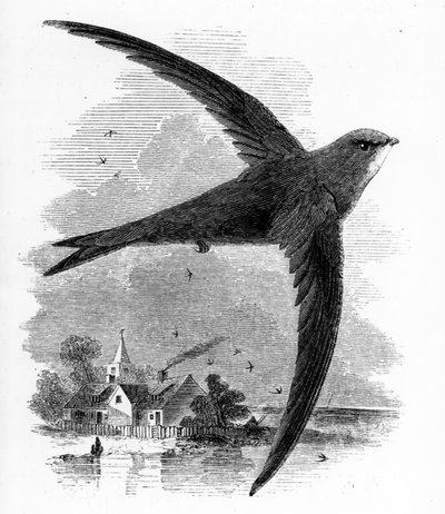Le martinet, illustration de 