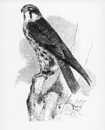 Le Hobby, illustration de 