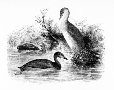 Le Grèbe castagneux, illustration de 