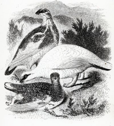 Le lagopède, illustration de 