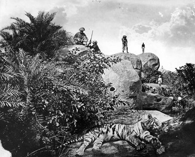 Chasse au tigre en Inde, vers 1870 - Willoughby Wallace Hooper