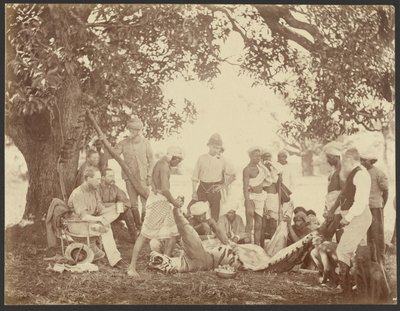 [Carcasse de tigre] - Willoughby Wallace Hooper