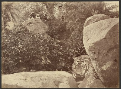 [Tigre sur les rochers] - Willoughby Wallace Hooper