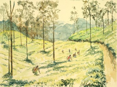 Cueilleurs de thé près d