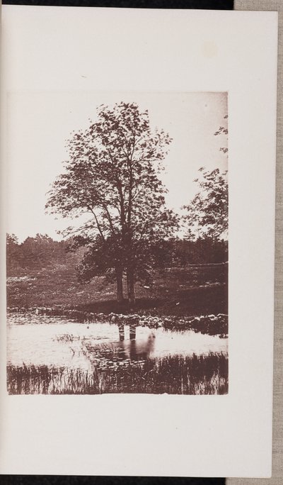 Frênes sur les rives de l