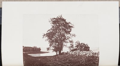 Caroubiers sur les rives de la rivière Bass à Beverly - Wilson Flagg