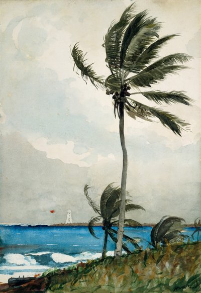 Palmier, Nassau, 1898 - Winslow Homer