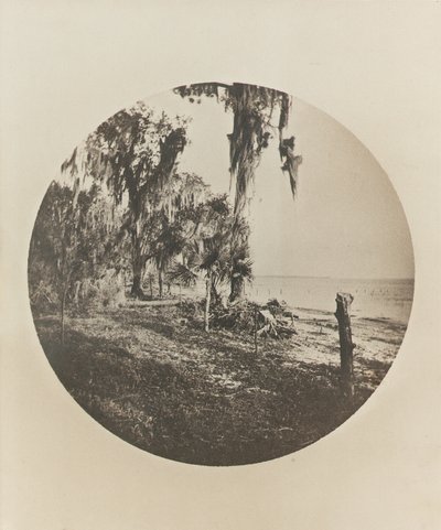 Palmier et scène de plage, côte de Floride, vers 1904 - Winslow Homer
