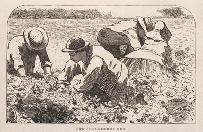 Le lit des fraises - Winslow Homer