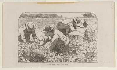 Le parterre de fraises - Winslow Homer