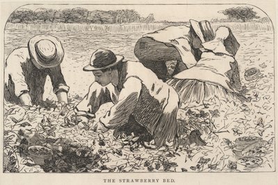 The Strawberry Bed, extrait de Our Young Folks, juillet 1868 - Winslow Homer