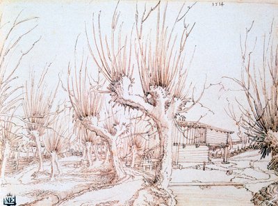 Plantation de saules - Wolf Huber