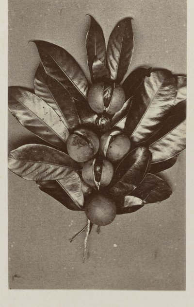 Noix de muscade - Woodbury and Page