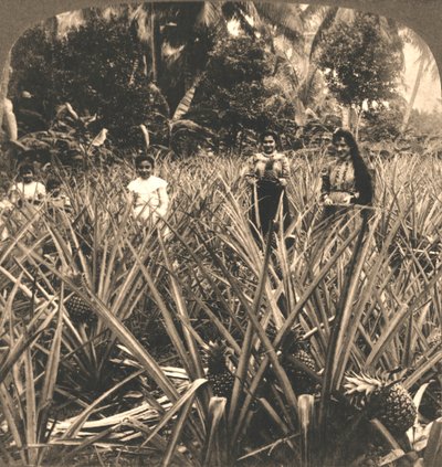 Plantation d