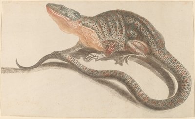 Lézard - Workshop of Johann Teyler