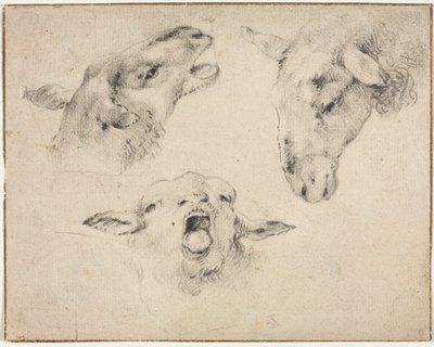 Têtes de moutons - Wouter Verschuur