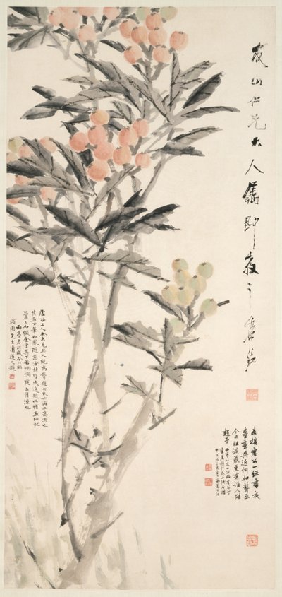 Pipa Loquats, vers 1888-89 - Xugu