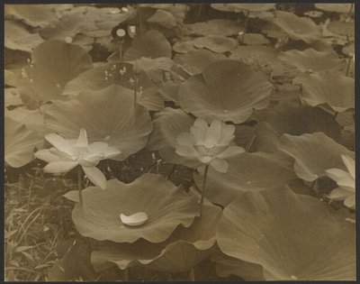 [Lotus]. - Yasuo Kuniyoshi