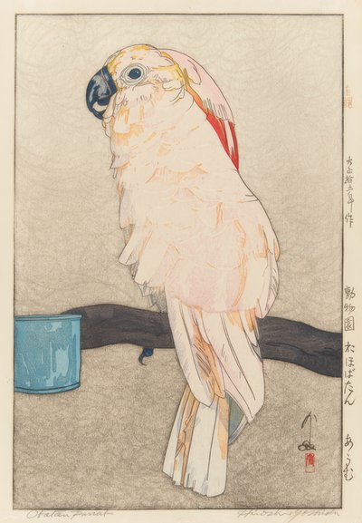 Perruche Obatan - Yoshida Hiroshi