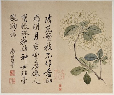 Hortensias, d