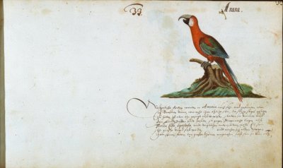 Perroquet - Zacharias Wagner
