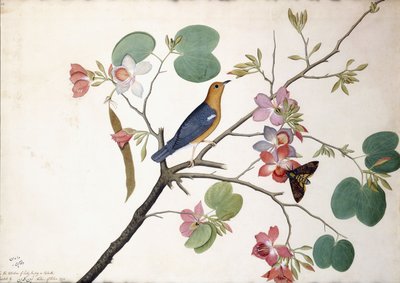 Grive à tête orange, 1778 - Zayn al Din