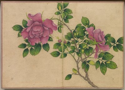 Album de bureau : Peintures de fleurs et d