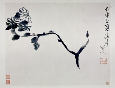 Chrysanthème, 1692 - Zhu Da