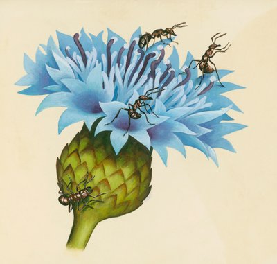 Fleur de centaurée avec des fourmis agressives, dessin - William Walcutt