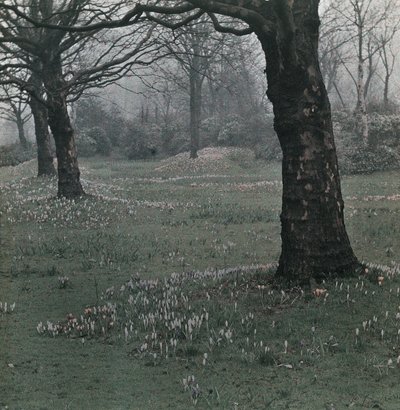 Crocus - Frederick (attr. to) Barnard