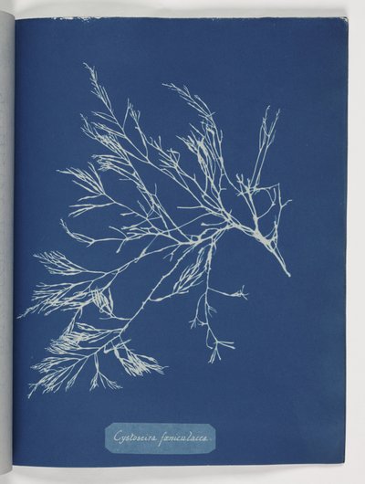 Cystoseira foeniculacea - Frederick (attr. to) Barnard