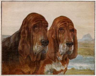 Chiens de Saint Hubert ou Bloodhound. 1925 (illustration) - . .