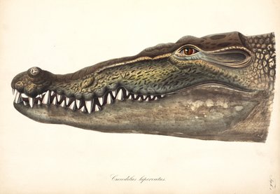 Crocodile estuarien ou d