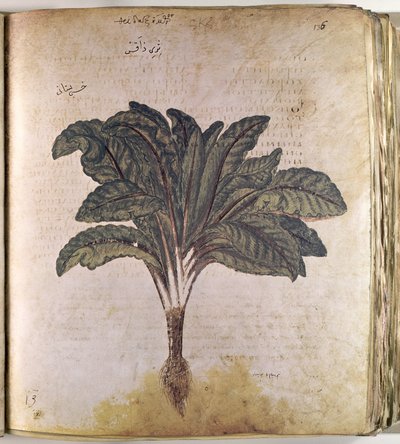 Herbiers Laitue - Ferdinand Georg Waldmuller