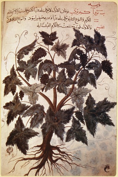 Herbiers Vigne - Ferdinand Georg Waldmuller