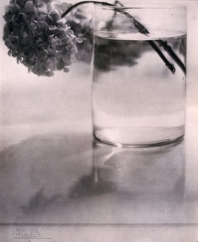 Hortensia, vers 1907 - John Pardon