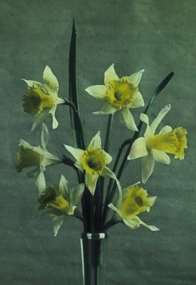 Jonquilles - Frederick (attr. to) Barnard