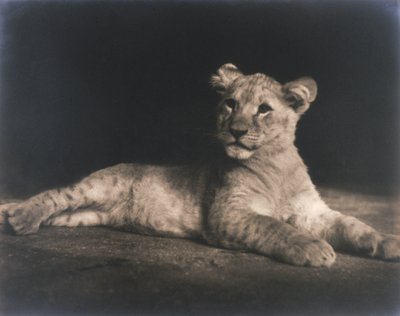 Lionceau - John Pardon