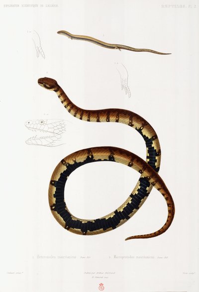Lézard et serpent à capuchon, Algérie - John Pardon