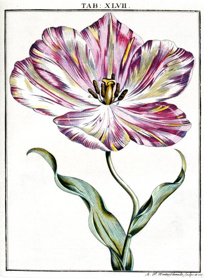 Microscopie - Frederick (attr. to) Barnard