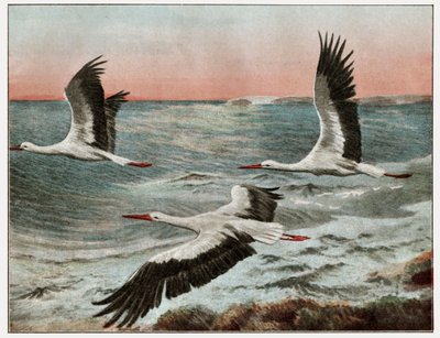 Migration des cigognes - . .