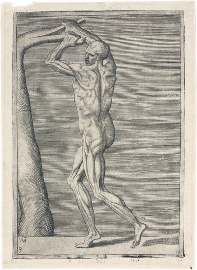 Étude anatomique des muscles masculins; homme cassant une branche, c 1555 - Frederick (attr. to) Barnard