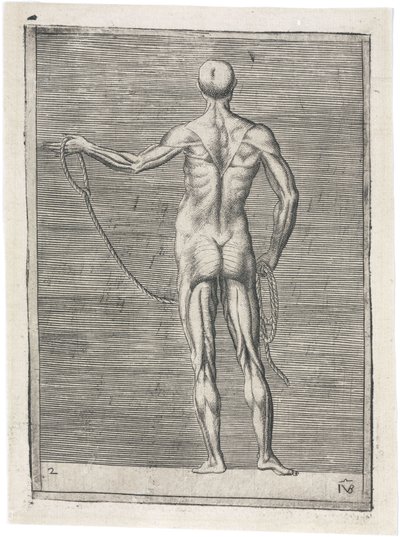 Étude anatomique des muscles masculins; homme tenant une corde, c 1555 - Frederick (attr. to) Barnard