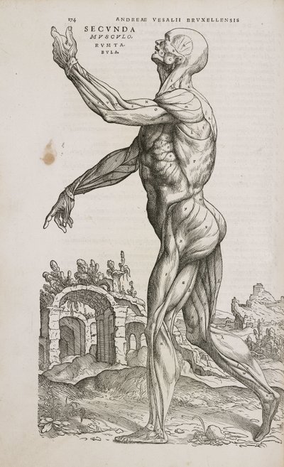 Muscles Vue latérale des muscles superficiels du corps humain masculin - Frederick (attr. to) Barnard