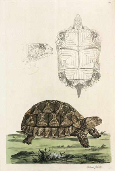 Tortue éperonnée - John Pardon