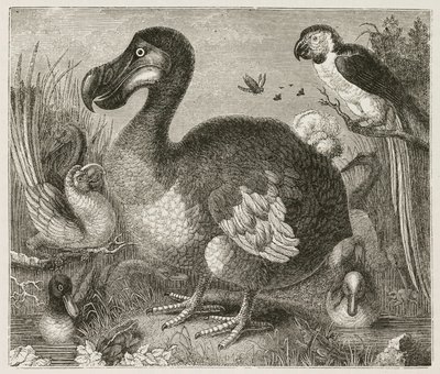 Le Dodo - Ferdinand Georg Waldmuller