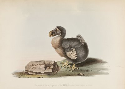 Le Dodo - John Pardon