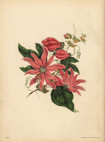 La passiflore racémeuse, Passiflora racemosa, Superstition religieuse - John Pardon