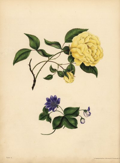 La rose de Chine parfumée, Rosa chinensis, Infidélité; L