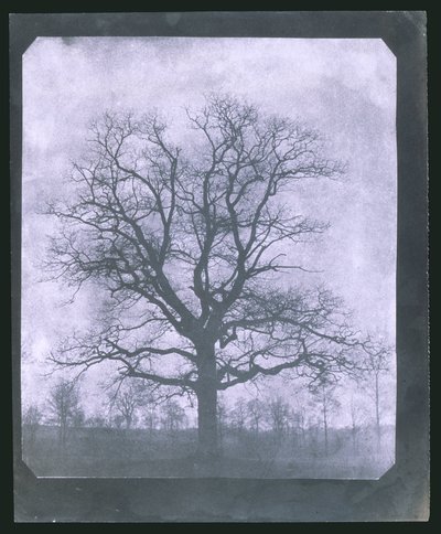 Arbre en hiver, milieu du 19e siècle - Frederick (attr. to) Barnard